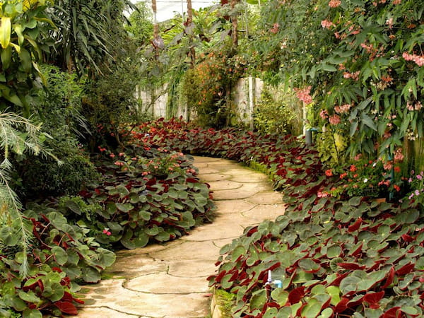 A path through a nature conservatory with lots of plants
